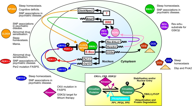 Suprachiasmatic Nucleus - Encyclopedia Article - Citizendium