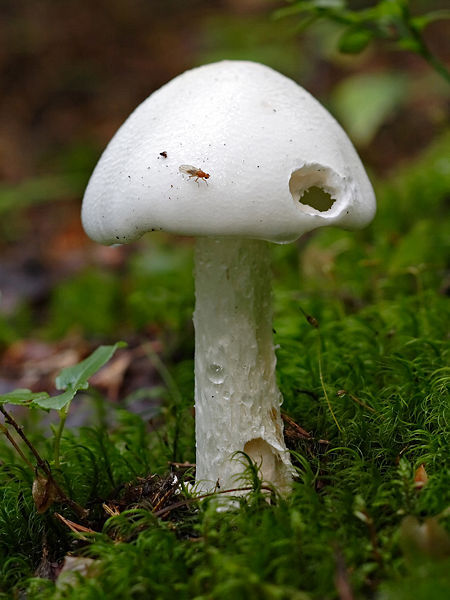 Amanita Virosa Encyclopedia Article Citizendium