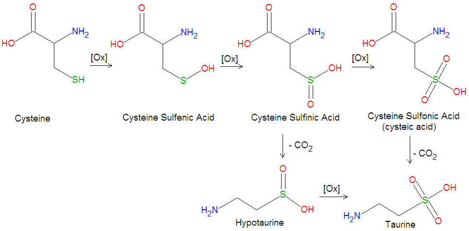 natural source of taurine amino acid
