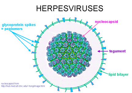 herpes simplex viral #11