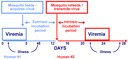 dengue thesis questionaire