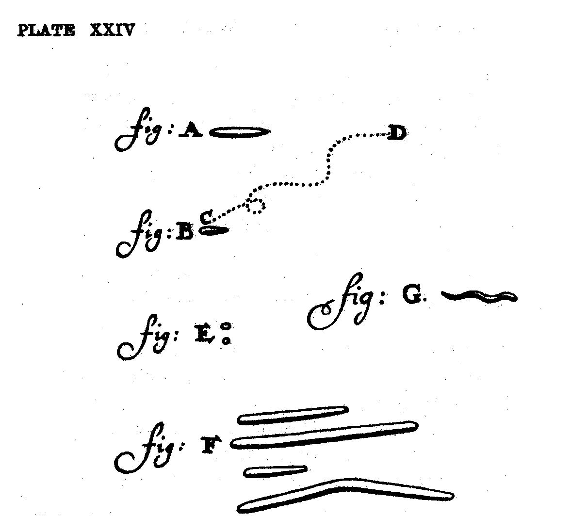 van Leeuwenhoeks teckningar av 'små djur' (animalcules). 