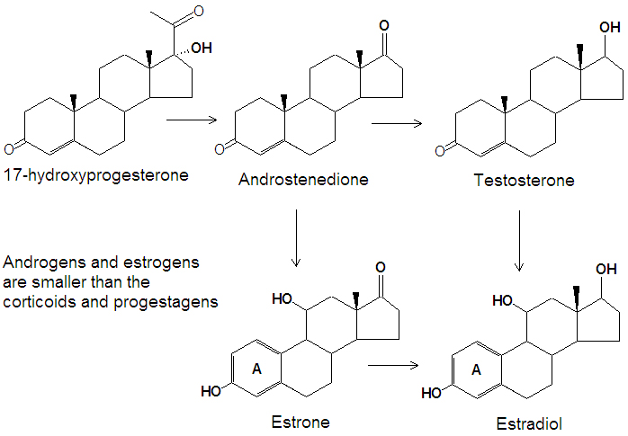 theca-interna-and-granulosa-layer-esterone-and-estradiol-production