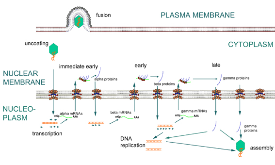 herpes virus replication. Herpes simplex virus