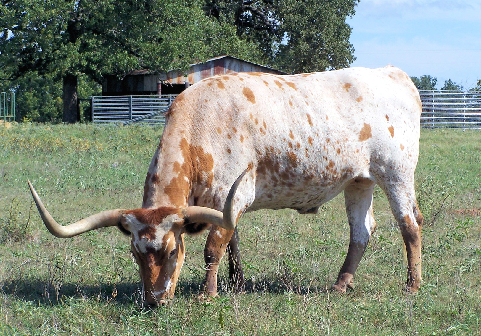 Cow Share Program In Texas