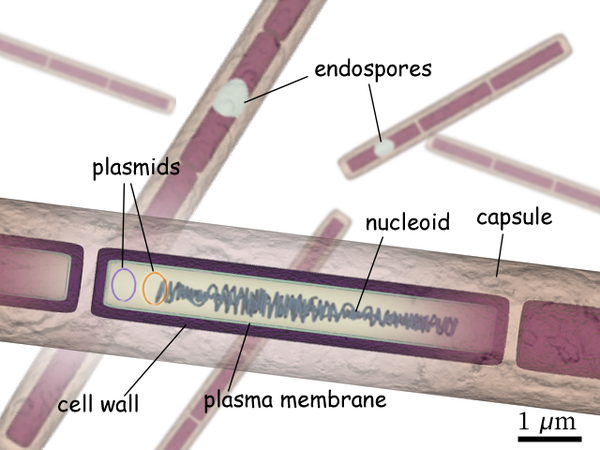 Bacillus Anthracis Encyclopedia Article Citizendium 3050