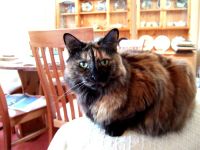 Tortoiseshell Siamese Cat