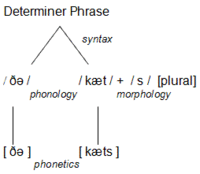 Public Domain Levels of linguistic knowledge involved in producing the utterance 'the cats'.