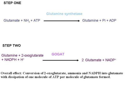 Glutamine Biosynthesis