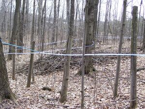 Network of tubing used to transport sap to the sugar shack.