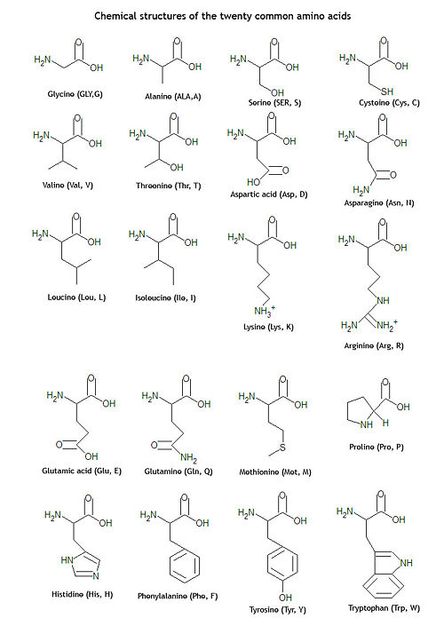 amino acid acids structures citizendium aminoacids twenty volk david cc quotesgram source