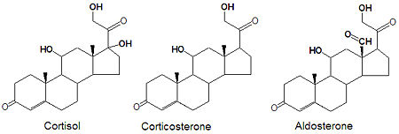 Difference between glucocorticosteroid and corticosteroid