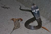 Chinese cobra - encyclopedia article - Citizendium