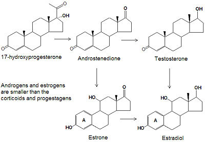 Testosterone biosynthesis