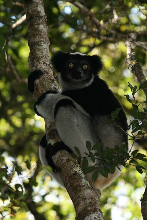 Indri Indri (Indri) - Encyclopedia Article - Citizendium