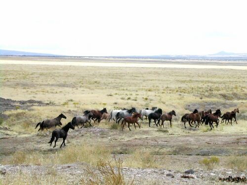 Mustang Horse Colors