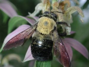 Methods of pollination, with