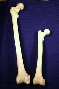 Image result for human vs chimp femur