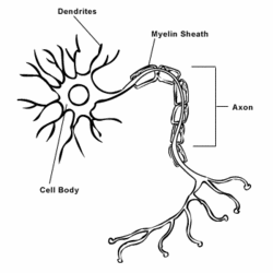 Neuron - encyclopedia article - Citizendium