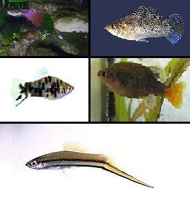 Clockwise from top-left: Guppy, Molly, Goodied, Swordtail, and Platy