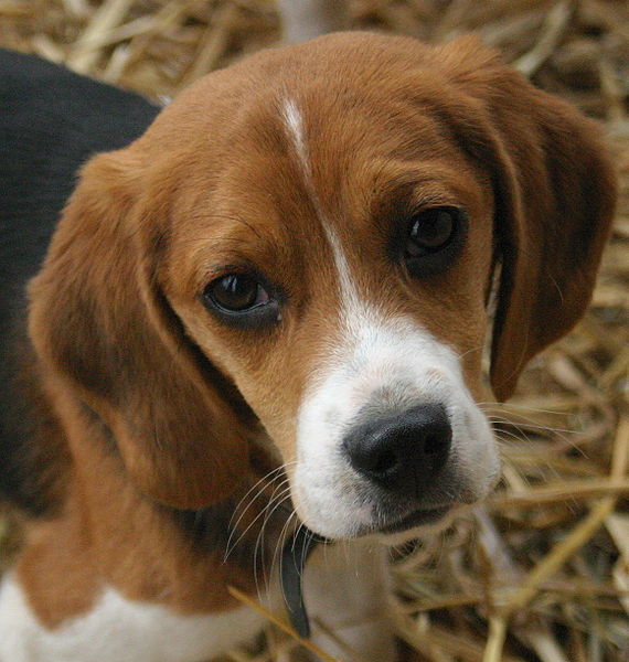 File:Beagle puppy portrait.jpg