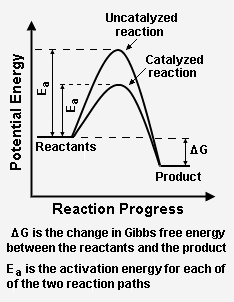 File:Catalysis reaction paths.png