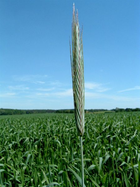 File:Healthy wheat field.jpg