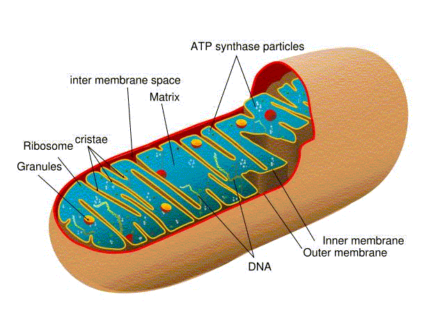 File:Mitochondria.gif