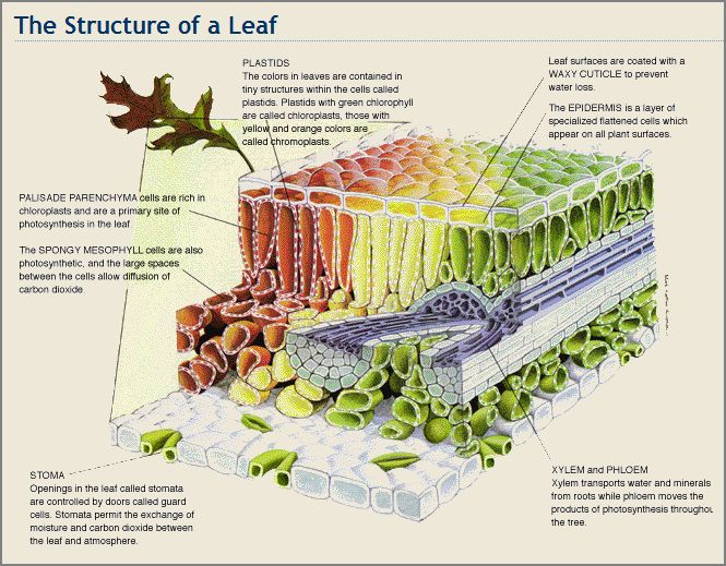 File:Leaf-Structure.JPG