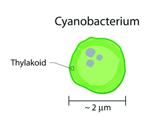File:Cyanobacterium.jpg