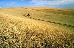 File:Wheat harvest250px.jpg