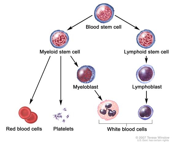 File:Blood cell basic development.jpg