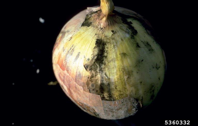 File:A. niger black mold onion.jpg