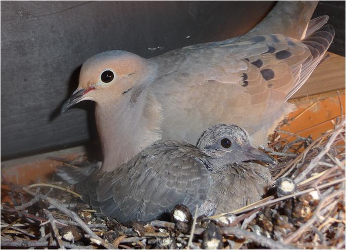 File:Mourning dove and squab.JPG