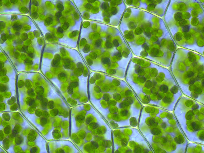 File:Plagiomnium affine laminazellen.jpeg