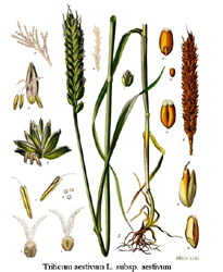 Triticum aestivum Koeh-274 250px.jpg