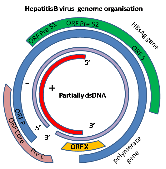 File:HBV genome.png
