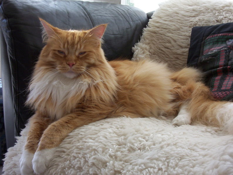 File:Sleepy 3-year-old Red-Mackerel-tabby-with-white male Maine Coon cat.jpg
