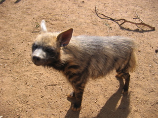 File:Striped hyaena juvenile.jpg
