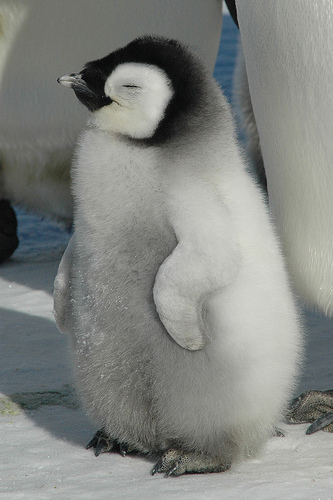 File:Emperor-penguin-chick.jpg
