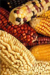 Examples of modern maize[1]