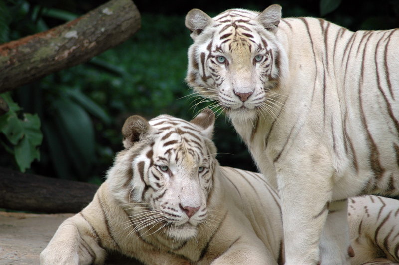 File:Singapore Zoo Tigers.jpg
