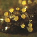 File:120px-Myxococcus xanthus.png