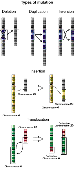 File:Types-of-mutation.png