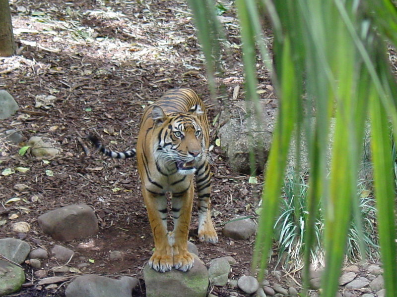 File:Sumatran Tiger.jpg
