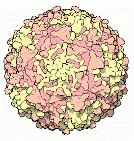 Poliovirus1.png