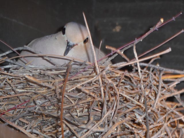 File:Mourning dove nest.JPG