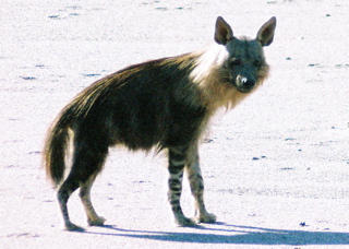 File:Brown hyena (Parahyaena brunnea) heading toward seal colony, namibia.jpg