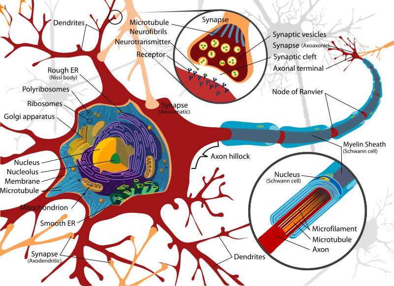 File:Complete neuron cell diagram.png
