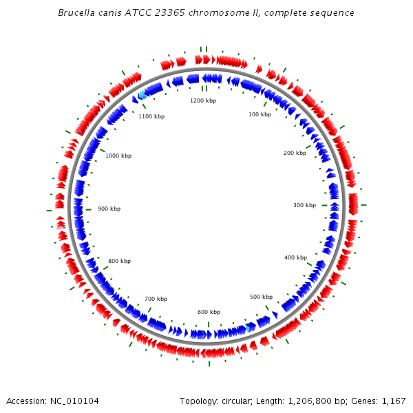 File:Brucella genome.png